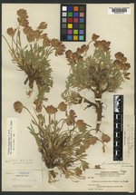 Trifolium scariosum image