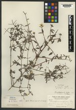 Philadelphus microphyllus image