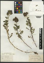 Phacelia glandulosa var. australis image