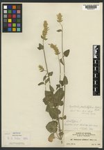 Brittonastrum pallidiflorum image