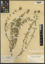 Monardella parvifolia image