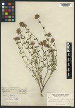 Monardella parvifolia image