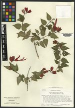 Salvia betulifolia image
