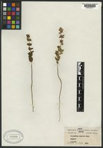Stachydeoma angulata image
