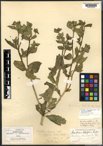 Acrolasia latifolia image