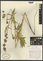Sidalcea cusickii subsp. purpurea image