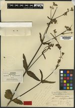 Allionia sessilifolia image