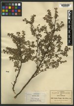 Fuchsia pringlei image