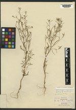Gayophytum diffusum var. villosum image