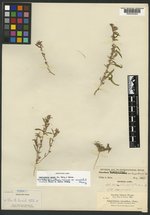 Oenothera minor image