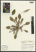 Oenothera wigginsii image
