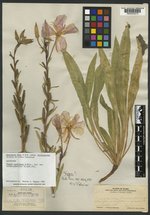 Oenothera macbrideae image