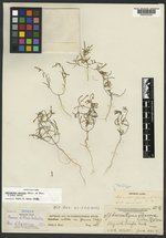 Oenothera contorta var. flexuosa image