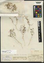 Oenothera contorta var. flexuosa image