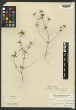 Gilia tularensis image