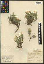 Phlox multiflora subsp. depressa image