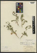 Polemonium pulcherrimum subsp. delicatum image