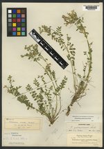 Polemonium oreades image