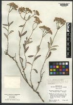 Eriogonum lancifolium image