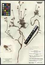 Eriogonum cronquistii image