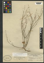 Eriogonum eastwoodianum image