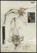 Eriogonum nudicaule subsp. parleyense image