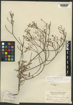 Eriogonum lonchophyllum var. lonchophyllum image