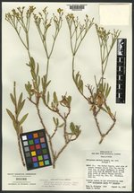 Eriogonum smithii image