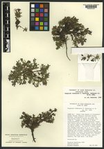 Douglasia idahoensis image