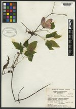 Clematis verticillaris var. grandiflora image