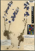 Delphinium geyeri image