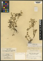 Ranunculus eremogenes var. pilosulus image