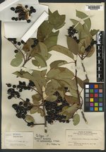 Padus virginiana subsp. melanocarpa image
