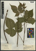 Rubus facetus image