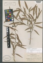 Salix gooddingii image
