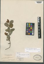 Salix obtusata image