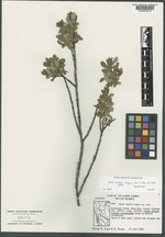 Salix raupii image