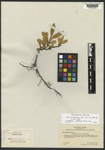 Salix setchelliana image