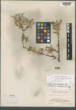 Salix wyomingensis image