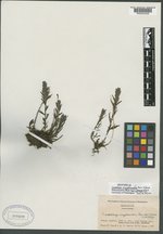 Castilleja cryptantha image