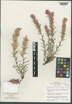 Castilleja dissitiflora image