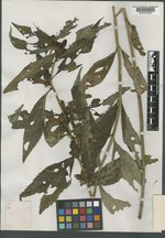 Chelone obliqua var. erwiniae image