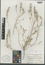 Cordylanthus tecopensis image