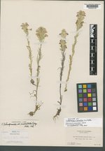 Orthocarpus bicolor image
