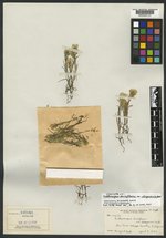 Orthocarpus densiflorus var. obispoensis image