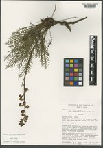 Pedicularis contorta var. rubicunda image
