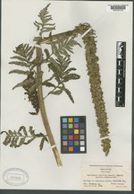 Pedicularis latifolia image