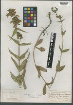 Penstemon whippleanus image