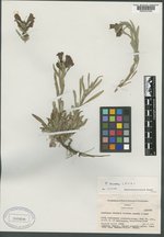 Penstemon whitedii subsp. tristis image