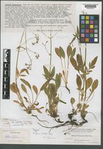 Valeriana wyomingensis image
